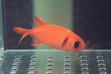 画像1: 【海水魚・キンメダイ】【通販】アカマツカサ(1匹)±8-10cm (サンプル画像）（生体）(海水魚)（サンゴ） (1)