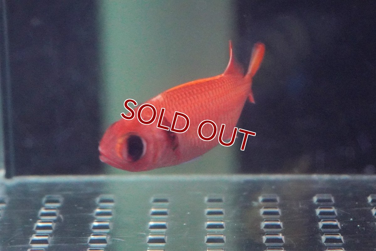 画像2: 【海水魚・キンメダイ】アカマツカサ(1匹)±8-10cm (サンプル画像）（生体）(海水魚)（サンゴ） (2)