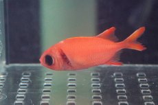 画像3: 【海水魚・キンメダイ】【通販】アカマツカサ(1匹)±8-10cm (サンプル画像）（生体）(海水魚)（サンゴ） (3)