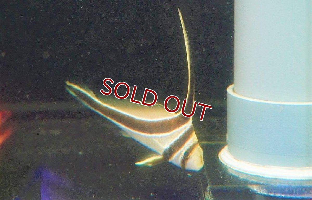 画像2: 【海水魚・ニベ】ジャックナイフ(1匹)±9-10cm (サンプル画像）（生体）(海水魚) (2)