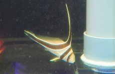 画像2: 【海水魚・ニベ】【通販】ジャックナイフ(1匹)±9-10cm (サンプル画像）（生体）(海水魚) (2)