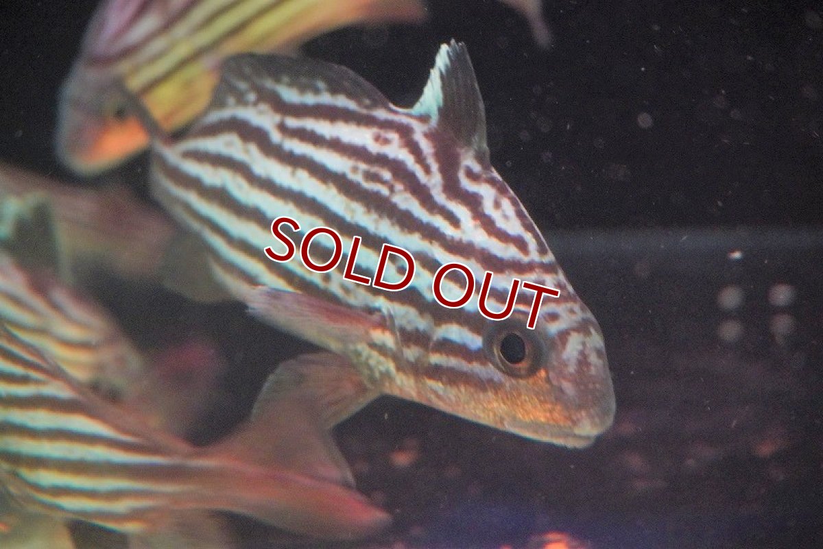 画像2: 【海水魚・ニベ】ハイハット（MLサイズ）(1匹)±11-13cm (サンプル画像）（生体）(海水魚) (2)