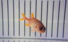 画像1: 【10%OFFクーポン対象商品】【海水魚・キンメダイ】アカマツカサ（S)(1匹)±5-8cm (サンプル画像）（生体）(海水魚) (1)