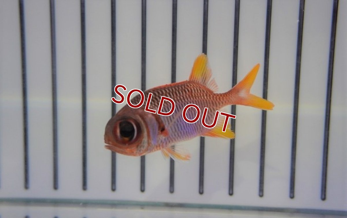 画像2: 【海水魚・キンメダイ】アカマツカサ（S)(1匹)±5-8cm (サンプル画像）（生体）(海水魚) (2)