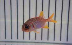 画像2: 【10%OFFクーポン対象商品】【海水魚・キンメダイ】アカマツカサ（S)(1匹)±5-8cm (サンプル画像）（生体）(海水魚) (2)