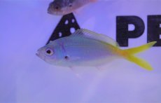 画像1: 【海水魚・タカサゴ】ユメウメイロ(1匹)±6-9cm (サンプル画像）（生体）(海水魚) (1)