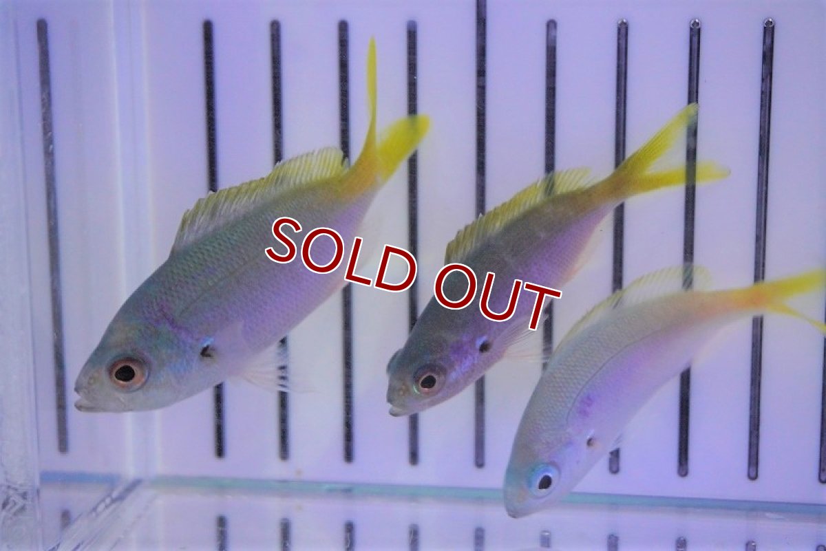 画像3: 【海水魚・タカサゴ】ユメウメイロ(1匹)±6-9cm (サンプル画像）（生体）(海水魚) (3)