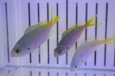 画像3: 【海水魚・タカサゴ】ユメウメイロ(1匹)±6-9cm (サンプル画像）（生体）(海水魚) (3)