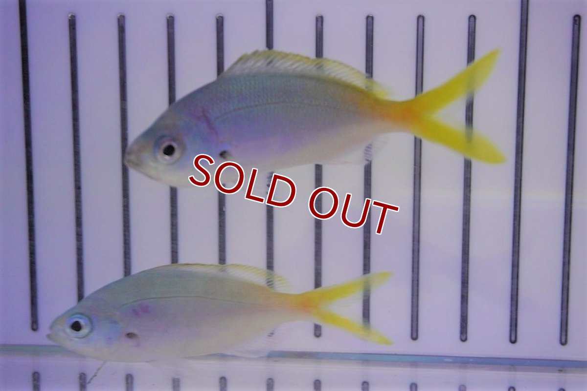 画像2: 【海水魚・タカサゴ】ユメウメイロ（3匹）±6-9cm (サンプル画像）（生体）(海水魚) (2)