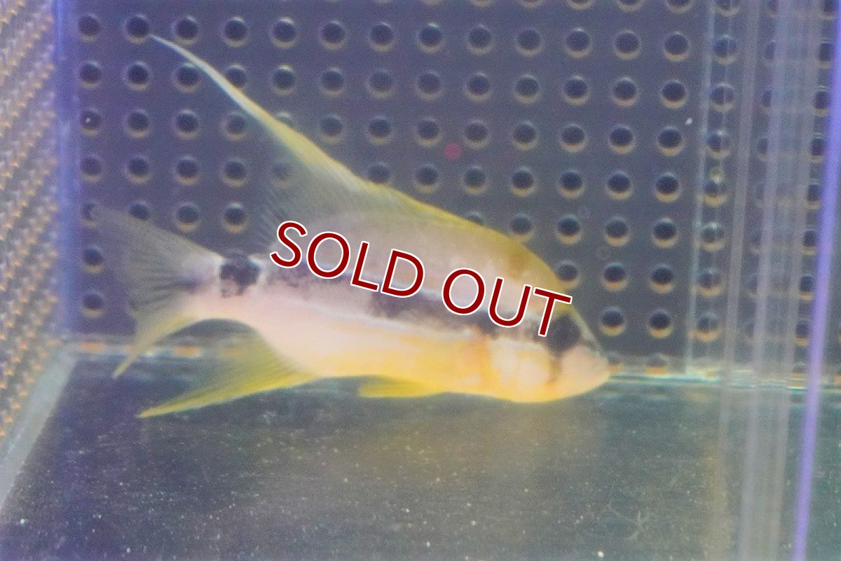 画像2: 【海水魚・フエダイ】ロングフィンスナッパー（イレズミフエダイ幼魚）(1匹)±6-8cm (サンプル画像）（生体）(海水魚) (2)