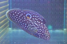 画像1: 【海水魚・タナバタウオ】【通販】シモフリタナバタウオ(1匹)±9-12cm (サンプル画像）（生体）(海水魚) (1)