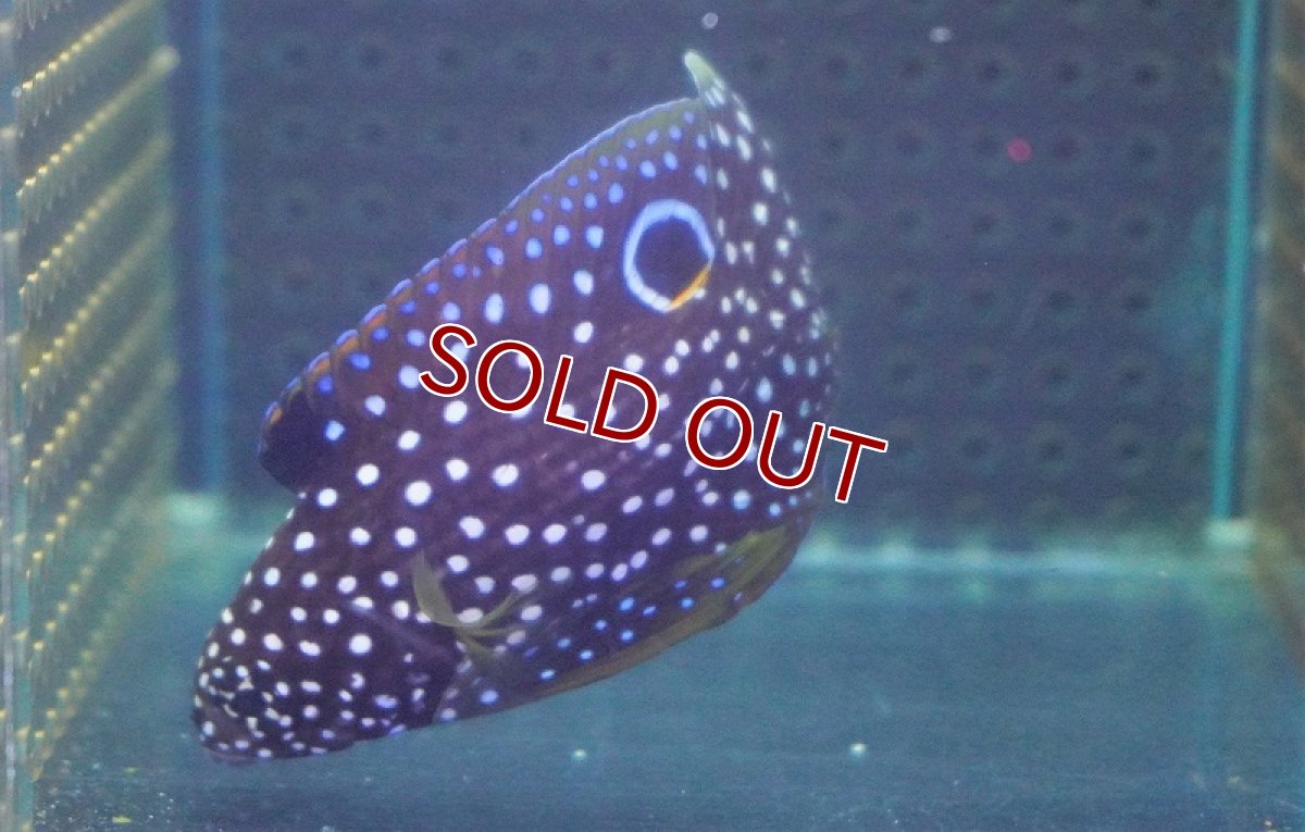 画像2: 【海水魚・タナバタウオ】シモフリタナバタウオ(1匹)±9-12cm (サンプル画像）（生体）(海水魚) (2)