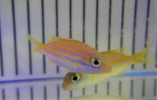 画像2: 【海水魚・フエダイ】【通販】ヨスジフエダイ（SMサイズ）（1匹）（±7-9cm）（サンプル画像）（生体）(海水魚) (2)