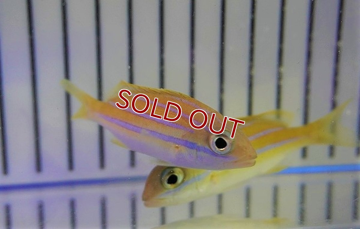 画像2: 【海水魚・フエダイ】ヨスジフエダイ（SMサイズ）（3匹セット）（±7-9cm）（サンプル画像）（生体）(海水魚) (2)