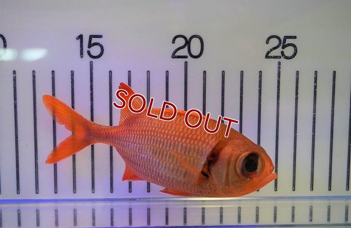 画像2: 【海水魚・キンメダイ】アカマツカサ（Mサイズ）（1匹）（±10-12cm）（サンプル画像）（生体）(海水魚) (2)