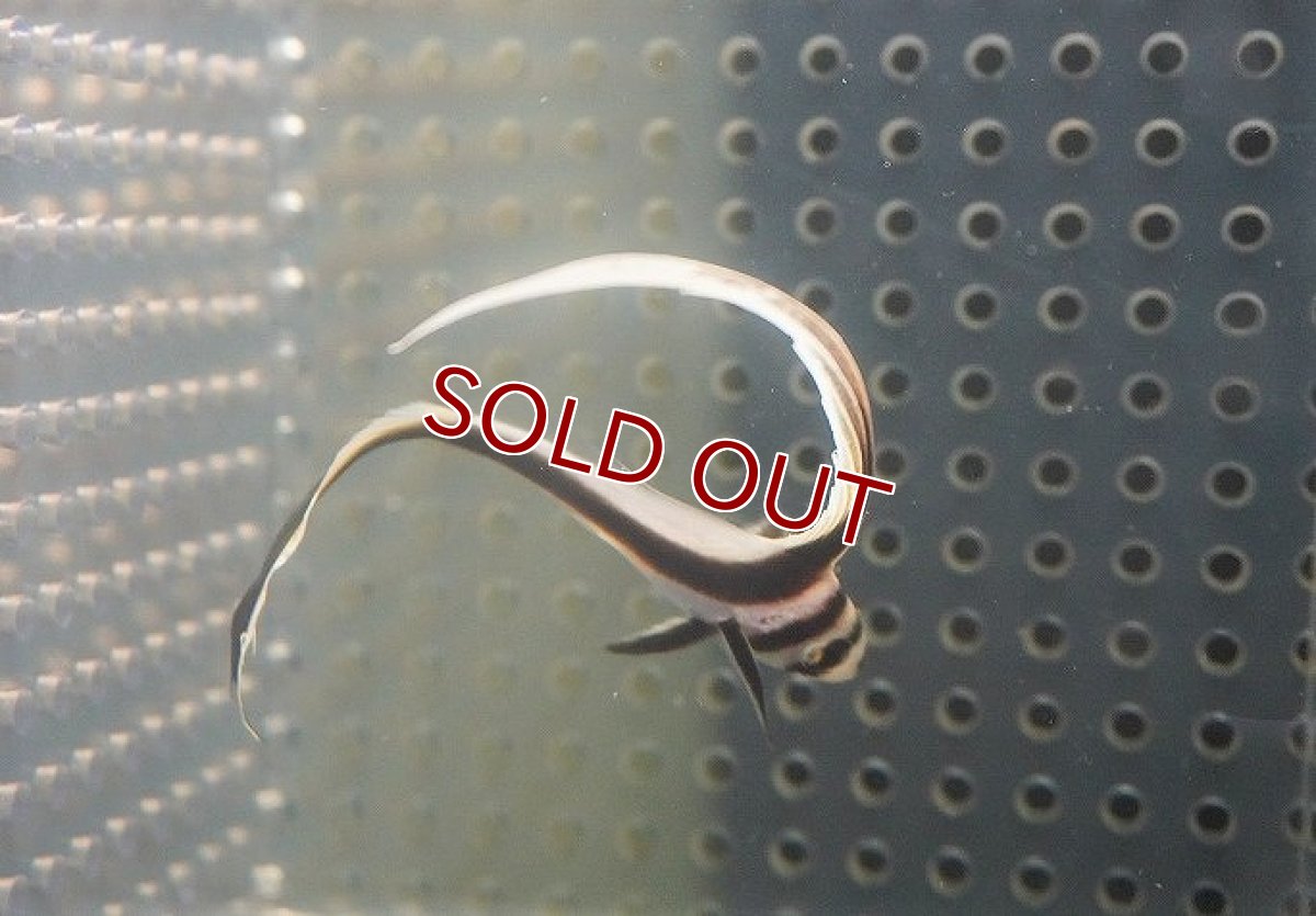 画像2: 【海水魚・ニベ】スポッテッドドラム（1匹）（±6-7cm）（サンプル画像）（生体）(海水魚) (2)