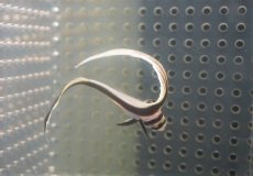 画像2: 【海水魚・ニベ】【通販】スポッテッドドラム（1匹）（±6-7cm）（サンプル画像）（生体）(海水魚) (2)