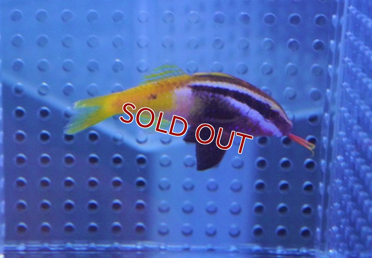 画像3: 【海水魚】インドヒメジ【1匹】（±5-6cm）（サンプル画像）（生体）(海水魚)（サンゴ） (3)