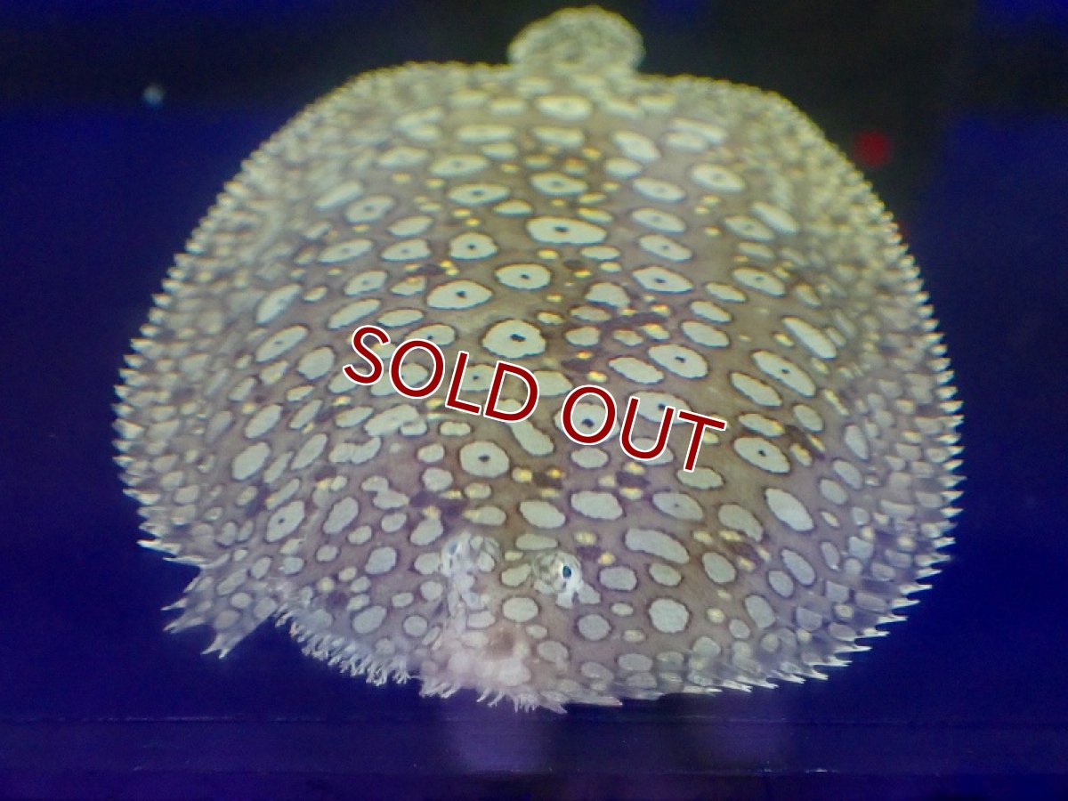 画像2: 【海水魚】ウシノシタsp.【1匹】（±8-12cm）（サンプル画像）（生体）(海水魚)（サンゴ） (2)