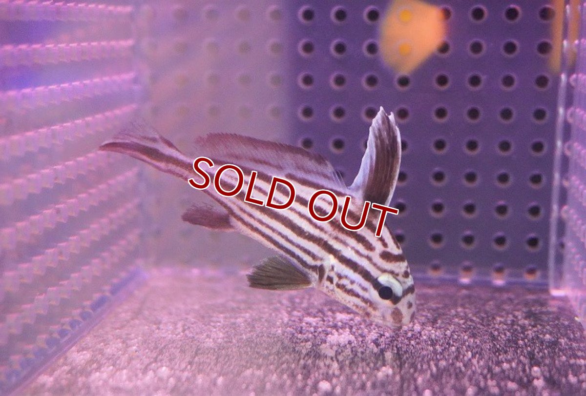 画像2: 【海水魚・ニベ】ハイハット（S-SMサイズ）【1匹】（±4-6cm）（サンプル画像）（生体）(海水魚)（サンゴ） (2)