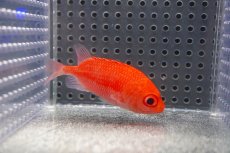 画像1: 【海水魚・キンメダイ】【通販】可愛い♪カージナルソルジャーフィッシュ【1匹】（±5-6cm）（サンプル画像）（生体）(海水魚)（サンゴ） (1)