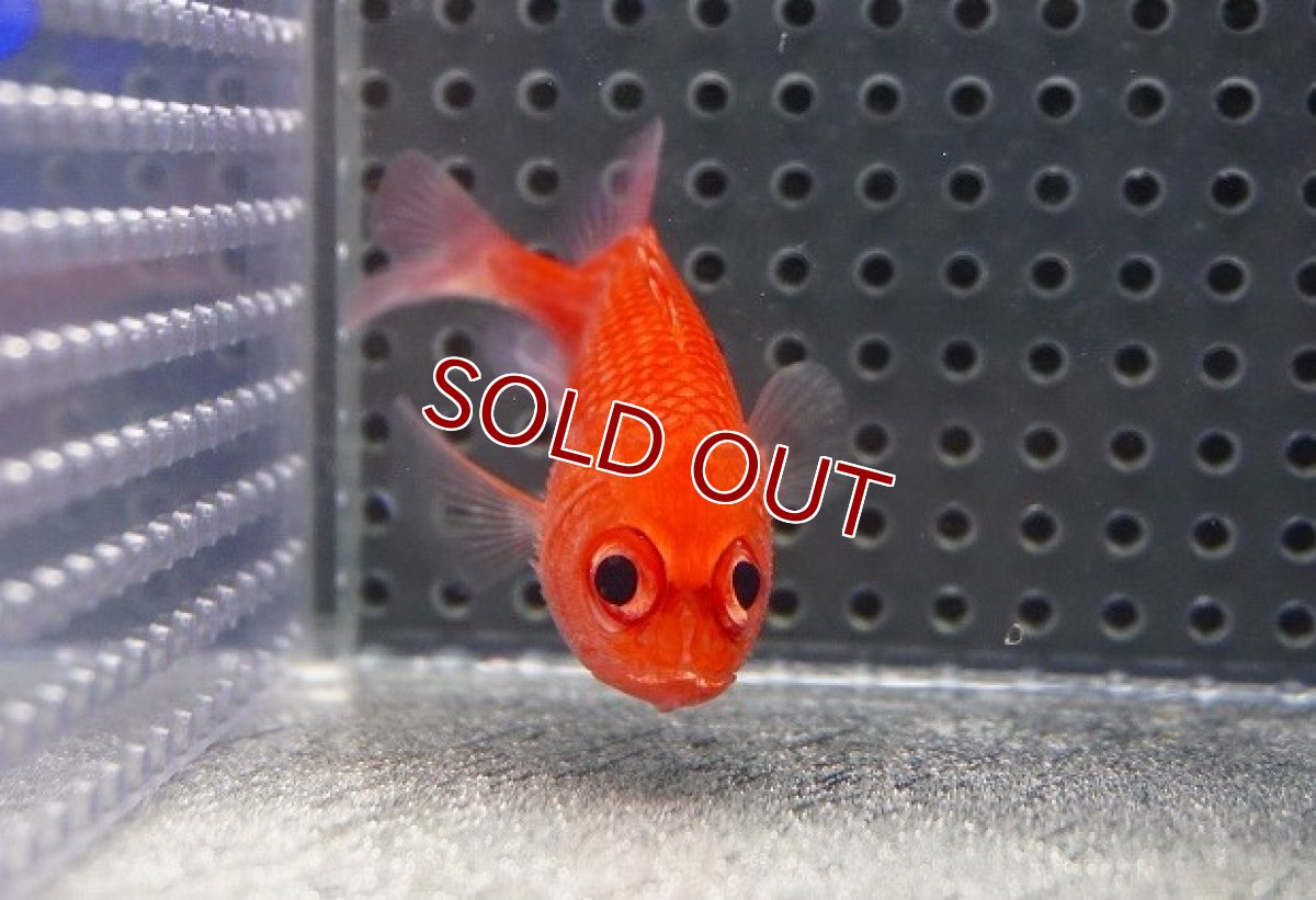 画像2: 【海水魚・キンメダイ】【通販】可愛い♪カージナルソルジャーフィッシュ【1匹】（±5-6cm）（サンプル画像）（生体）(海水魚)（サンゴ） (2)