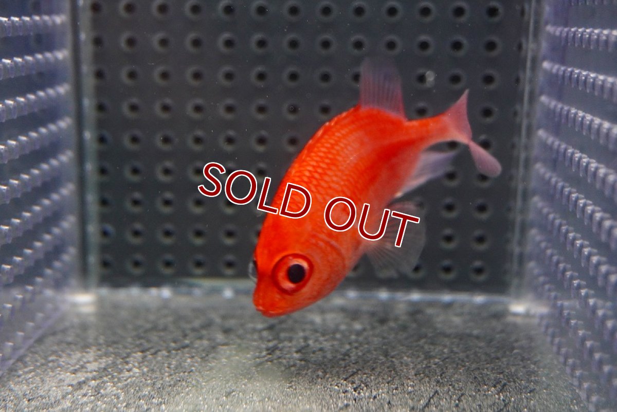 画像3: 【海水魚・キンメダイ】【通販】可愛い♪カージナルソルジャーフィッシュ【1匹】（±5-6cm）（サンプル画像）（生体）(海水魚)（サンゴ） (3)