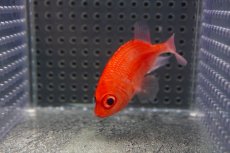 画像3: 【海水魚・キンメダイ】【通販】可愛い♪カージナルソルジャーフィッシュ【1匹】（±5-6cm）（サンプル画像）（生体）(海水魚)（サンゴ） (3)