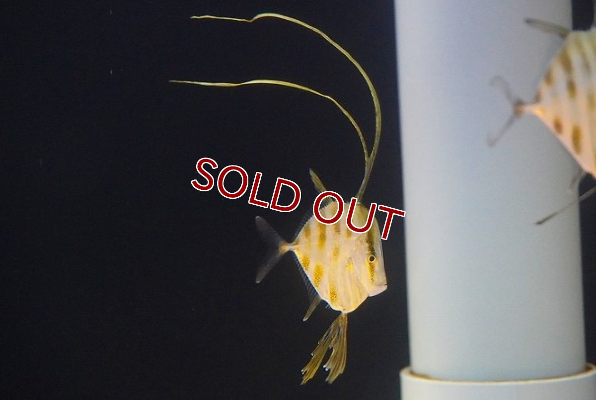 画像2: 【海水魚・アジ】【通販】ルックダウン（Sサイズ）【カリブ産】【1匹】（±3-4cm）（サンプル画像）（生体）(海水魚)（サンゴ） (2)