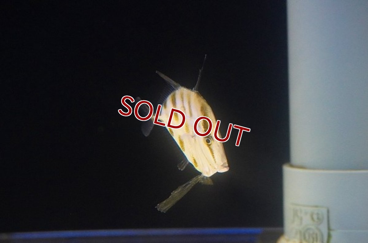 画像3: 【海水魚・アジ】【通販】ルックダウン（Sサイズ）【カリブ産】【1匹】（±3-4cm）（サンプル画像）（生体）(海水魚)（サンゴ） (3)