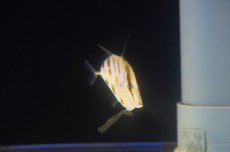 画像3: 【海水魚・アジ】【通販】ルックダウン（Sサイズ）【カリブ産】【1匹】（±3-4cm）（サンプル画像）（生体）(海水魚)（サンゴ） (3)