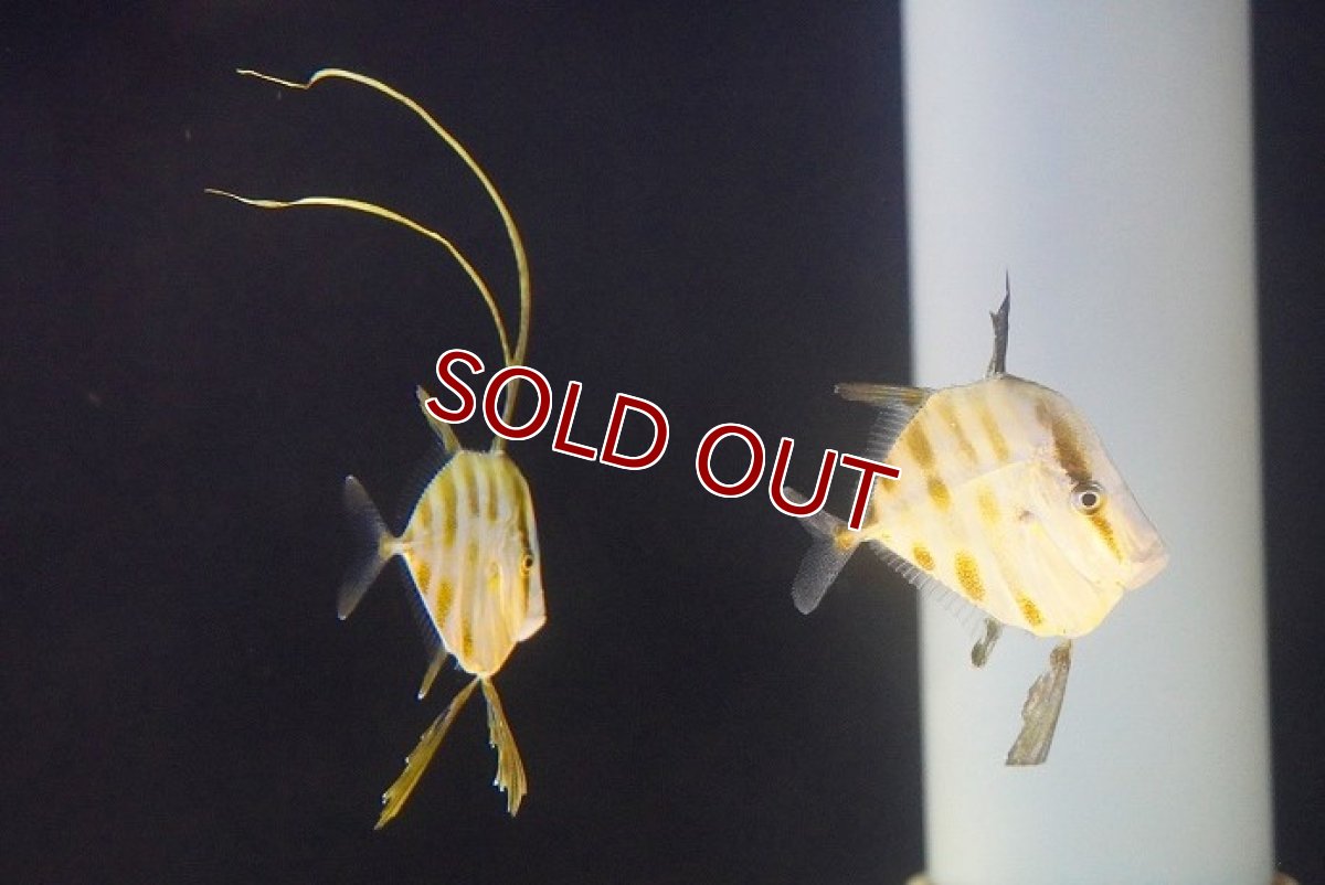 画像4: 【海水魚・アジ】【通販】ルックダウン（Sサイズ）【カリブ産】【1匹】（±3-4cm）（サンプル画像）（生体）(海水魚)（サンゴ） (4)