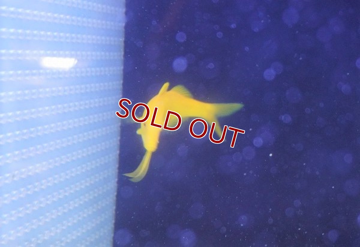 画像2: 【海水魚】マルクチヒメジ（Lサイズ）【1匹】（±12-15cm）（サンプル画像）（生体）(海水魚)（サンゴ） (2)