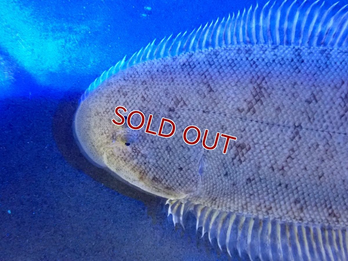 画像2: 【海水魚】ウシノシタsp. 【1匹】（±10-12cm）（サンプル画像）（生体）(海水魚) (2)