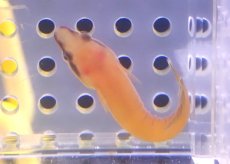 画像2: 【海水魚・ウバウオ】【通販】ウバウオsp.【1匹】（±3-4cm） (サンプル画像）（生体）(海水魚) (2)