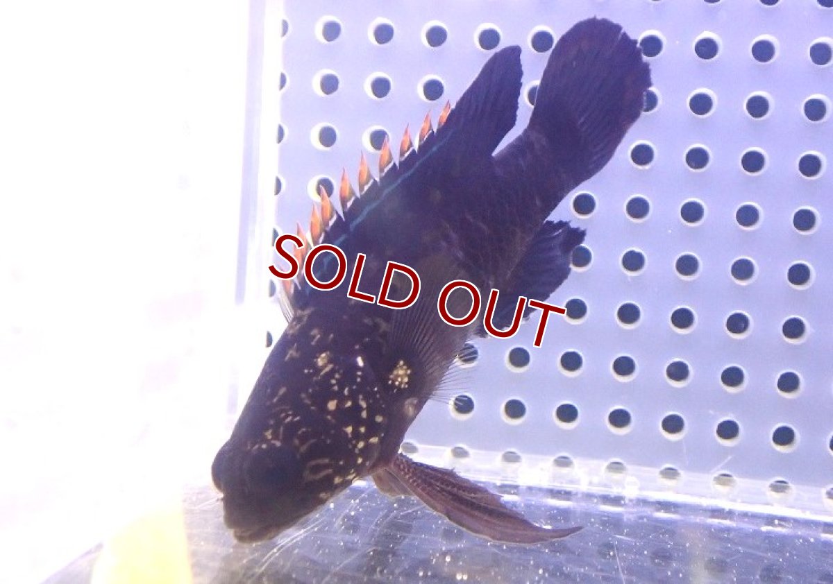 画像2: 【海水魚・タナバタウオ】タナバタウオ【1匹】（±7-9cm） (サンプル画像）（生体）(海水魚) (2)