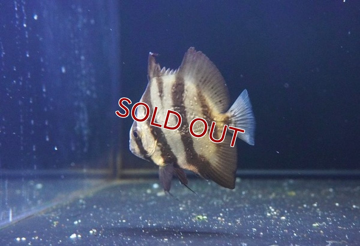 画像2: 【海水魚・ツバメウオ】スペードフィッシュ（SM)【1匹】（±7-9cm） (サンプル画像）（生体）(海水魚) (2)