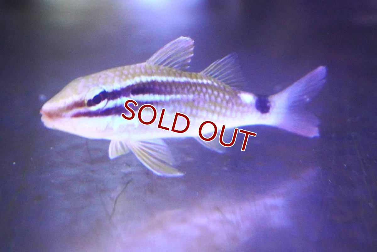 画像2: 【海水魚・ヒメジ】ホウライヒメジ（幼魚）【1匹】（±5-7cm） (サンプル画像）（生体）(海水魚) (2)