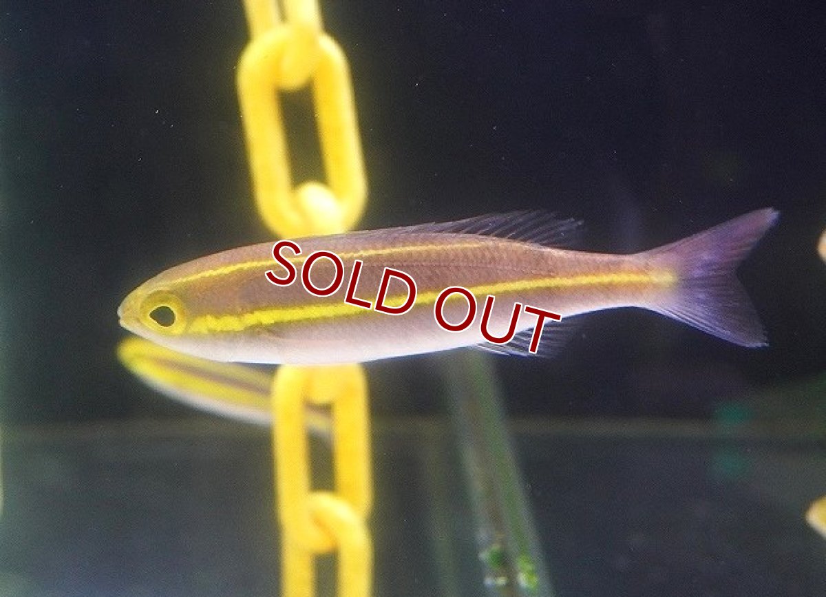 画像2: 【海水魚】バナナフィッシュ(プリンセスモノクルブリーム)Lサイズ【1匹】（±8-12cm） (サンプル画像）（生体）(海水魚) (2)