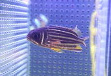 画像1: 【海水魚・エビス】【通販】クロオビエビス【1匹】（±6cm） (サンプル画像）（生体）(海水魚) (1)