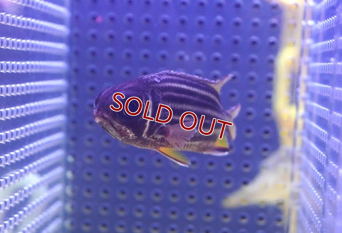 画像2: 【海水魚・エビス】クロオビエビス【1匹】（±6cm） (サンプル画像）（生体）(海水魚) (2)