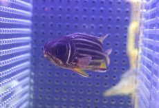 画像2: 【海水魚・エビス】【通販】クロオビエビス【1匹】（±6cm） (サンプル画像）（生体）(海水魚) (2)