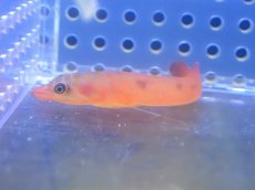 画像1: 【海水魚・ウバウオ】【通販】 ミサキウバウオ【1匹】（±4-6cm） (サンプル画像）（生体）(海水魚) (1)