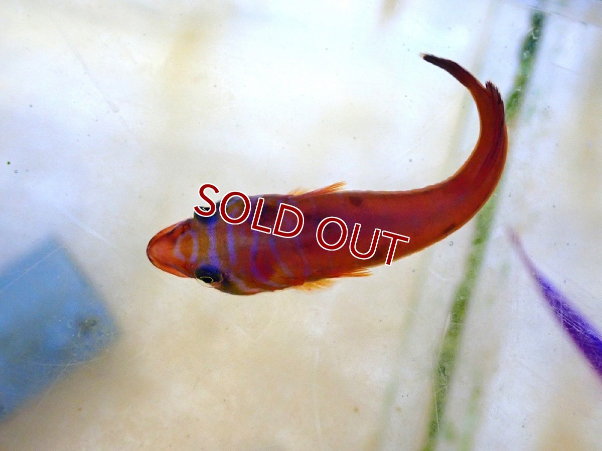 画像2: 【海水魚・ウバウオ】【通販】 ミサキウバウオ【1匹】（±4-6cm） (サンプル画像）（生体）(海水魚) (2)