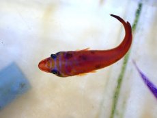 画像2: 【海水魚・ウバウオ】【通販】 ミサキウバウオ【1匹】（±4-6cm） (サンプル画像）（生体）(海水魚) (2)