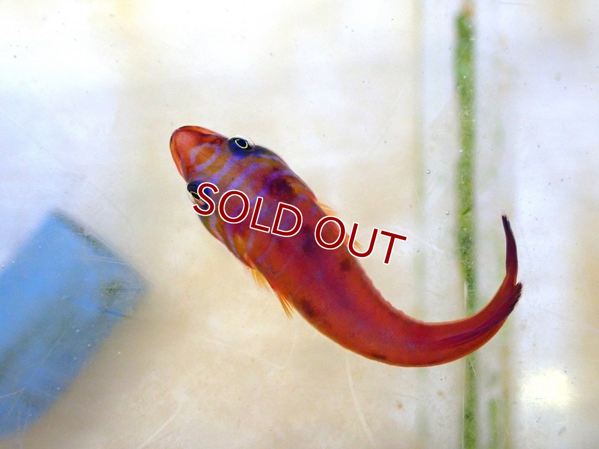 画像3: 【海水魚・ウバウオ】【通販】 ミサキウバウオ【1匹】（±4-6cm） (サンプル画像）（生体）(海水魚) (3)