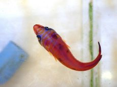 画像3: 【海水魚・ウバウオ】【通販】 ミサキウバウオ【1匹】（±4-6cm） (サンプル画像）（生体）(海水魚) (3)