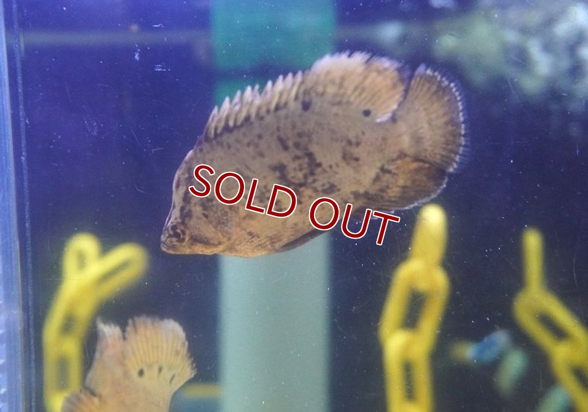 画像2: 【海水魚・タイ】【通販】枯葉などに擬態します♪マツダイ（幼魚）(1匹)（±5-7cm）(サンプル画像）（生体）(海水魚) (2)