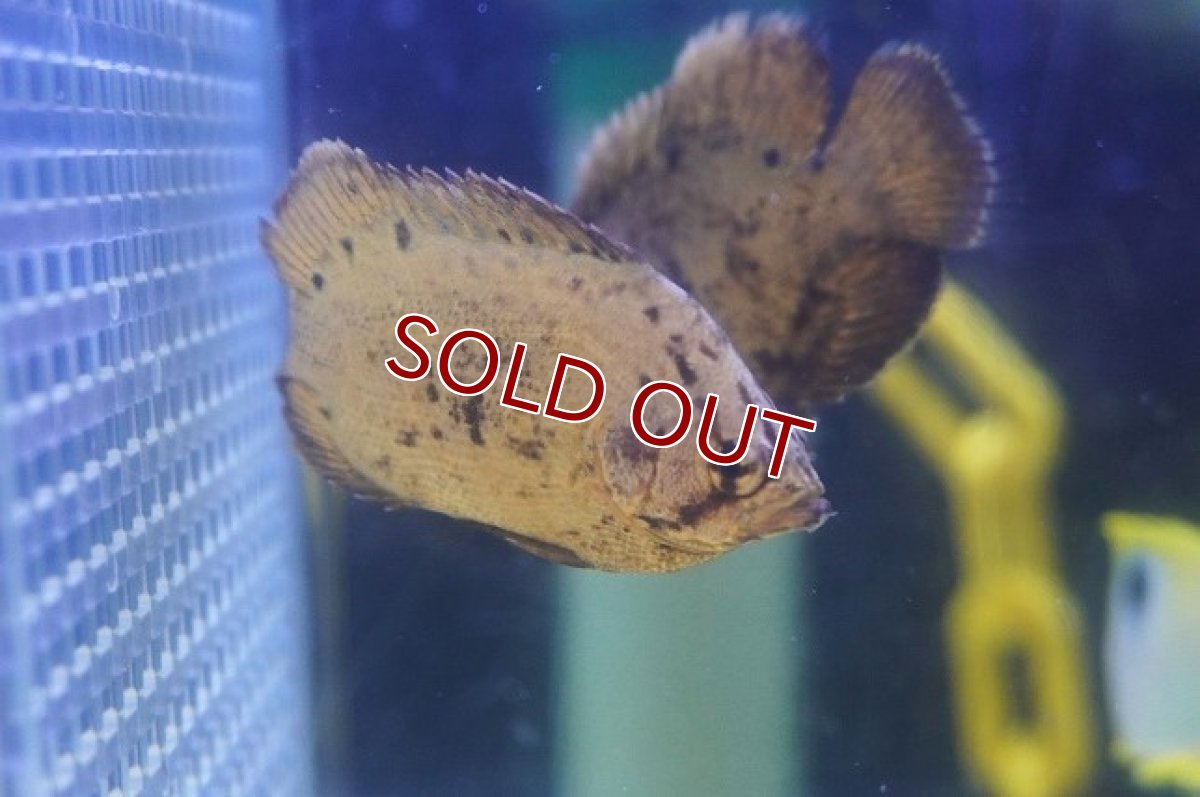 画像3: 【海水魚・タイ】【通販】枯葉などに擬態します♪マツダイ（幼魚）(1匹)（±5-7cm）(サンプル画像）（生体）(海水魚) (3)