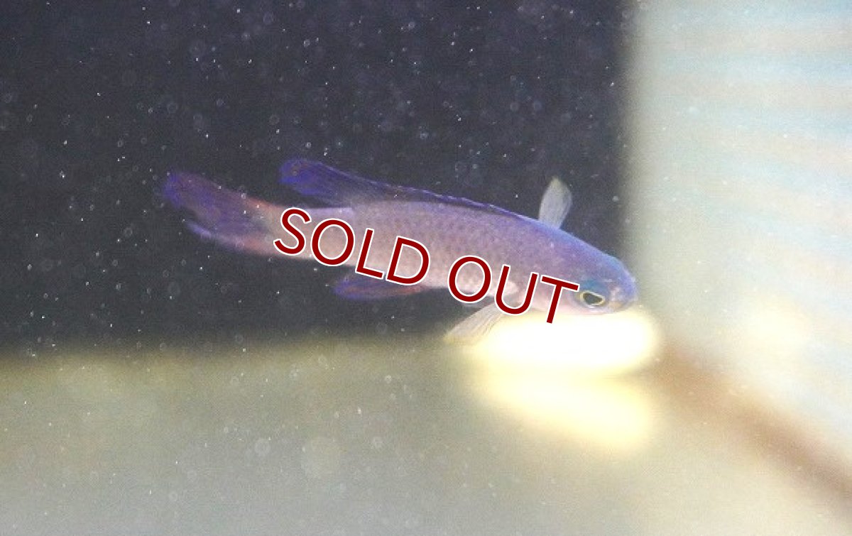 画像1: 【海水魚・タナバタウオ】【通販】ツバメタナバタウオ【1匹】（±4-5cm）（サンプル画像）（生体）(海水魚) (1)